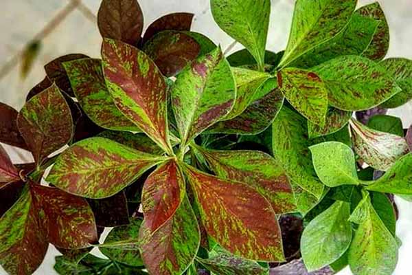 کاشت گل فردوس